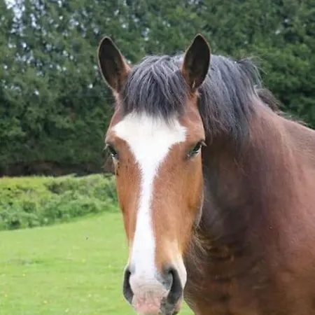 : La Cochetiere : Ancienne Ferme 18eme Dom wakacyjny