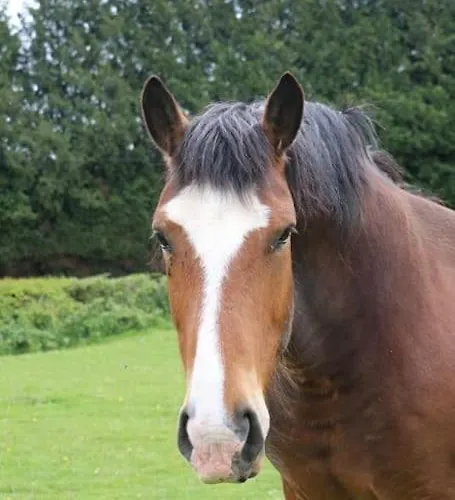 : La Cochetiere : Ancienne Ferme 18eme Σπίτι διακοπών